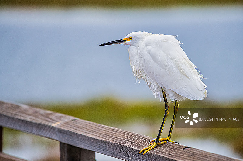 鹭鸟的守望图片素材