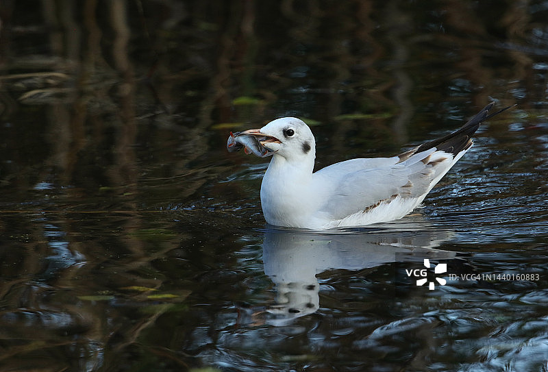 在湖中游泳的黑头鸥，捕食了一条鲈鱼图片素材