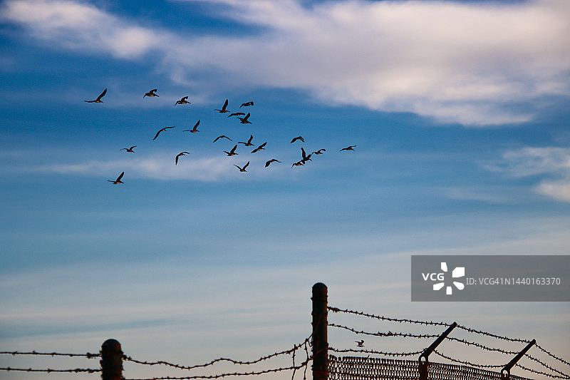 带刺铁丝网上的海鸟图片素材