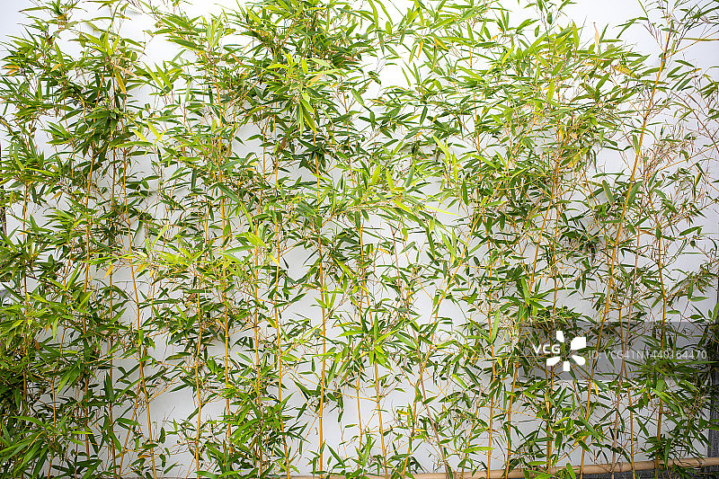 白色墙面背景上的细竹图片素材