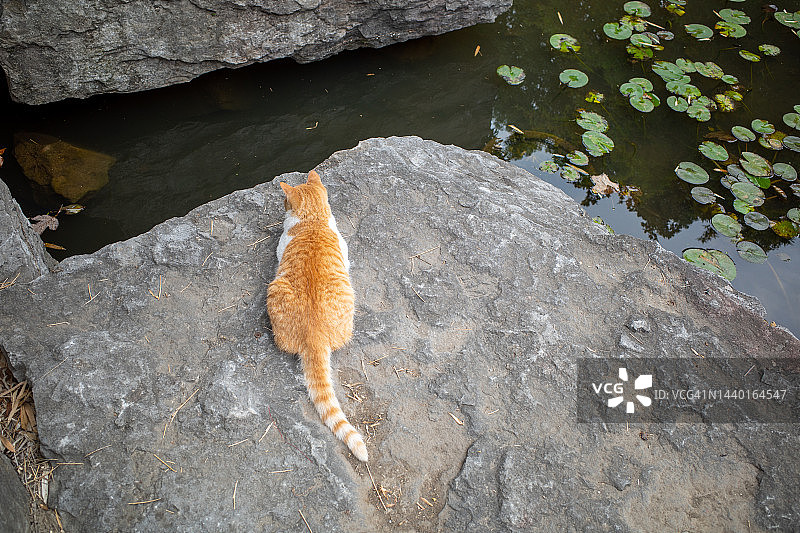 凝视池塘的姜色猫图片素材