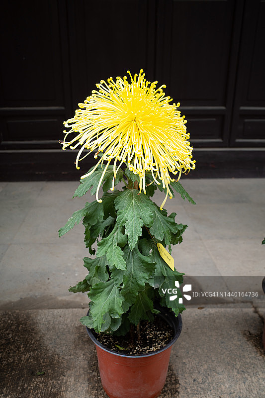 盆栽菊花图片素材