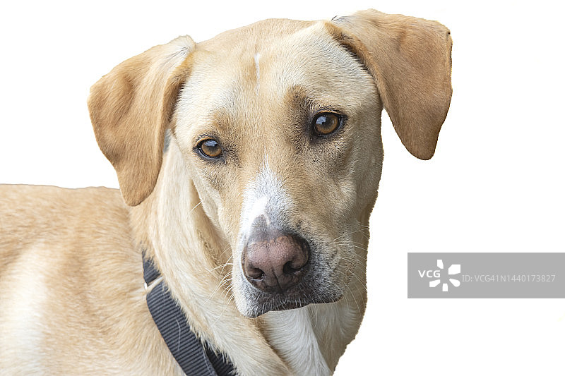 可爱的小狗图片素材