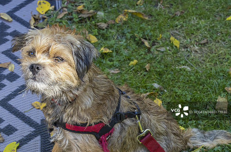 边境梗犬看向镜头图片素材