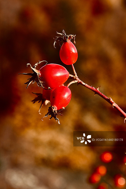 玫瑰果浆果图片素材