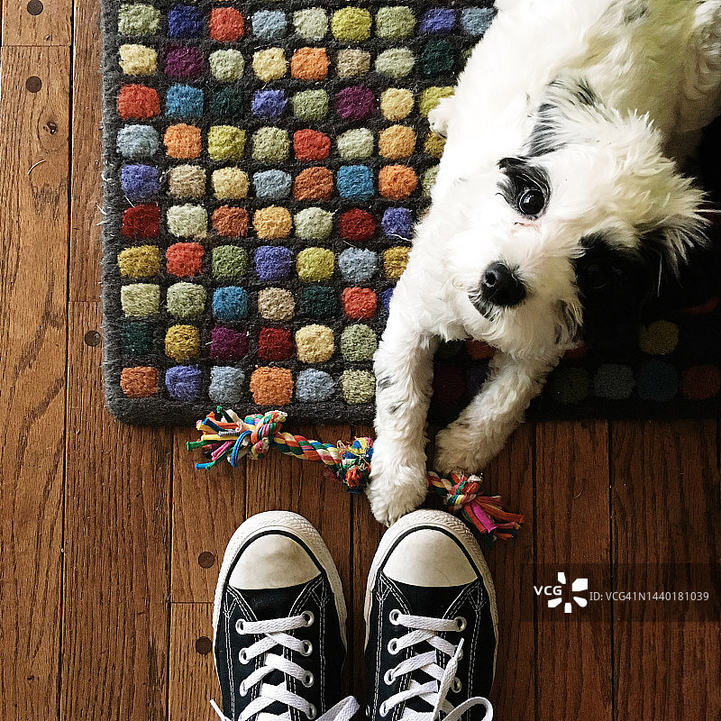 俯视视角：一人站立，狗卧于地板，旁有玩具图片素材