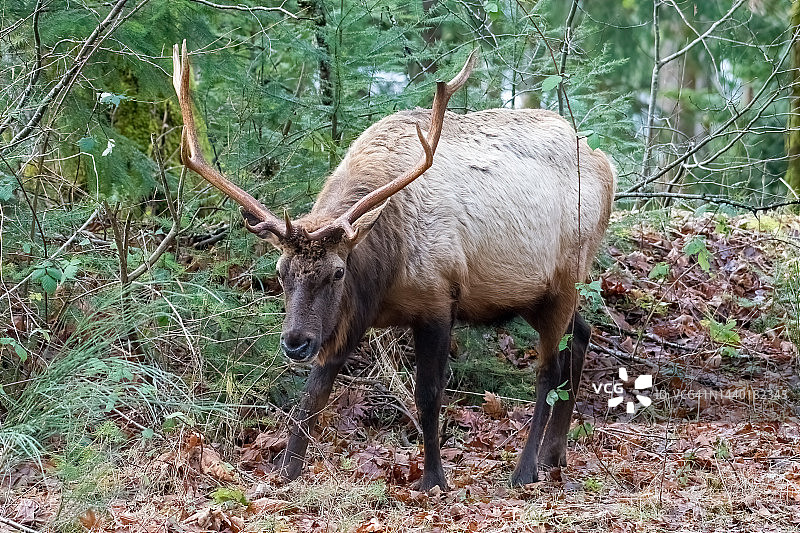 加拿大不列颠哥伦比亚森林中的野生罗斯福麋鹿图片素材