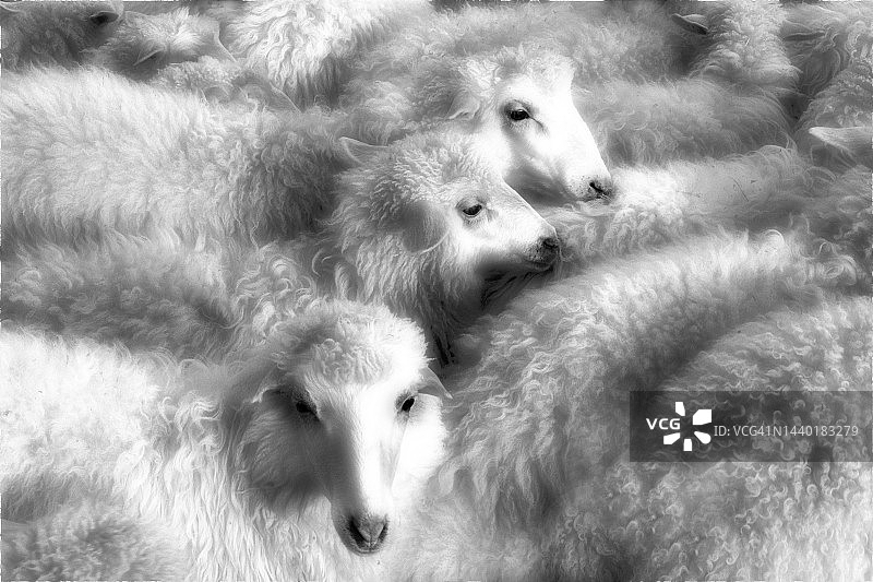 意大利羊群特写图片素材