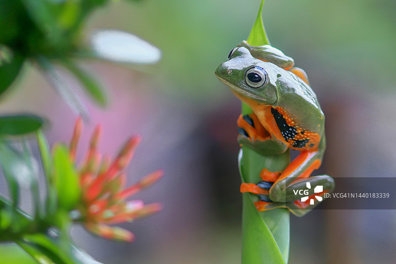 印度尼西亚：莱因沃特飞蛙栖息于植物上图片素材