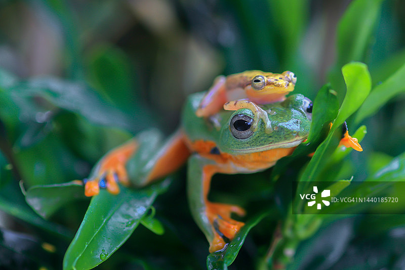 印度尼西亚，一只小青蛙坐在莱因沃特飞蛙的头上图片素材