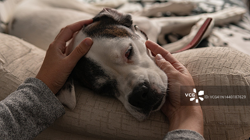 抚摸躺在沙发上的拳师犬的特写图片素材