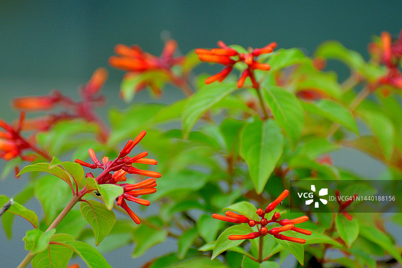 哈米利亚/石珊瑚/蜂鸟灌木/猩红灌木/红头图片素材