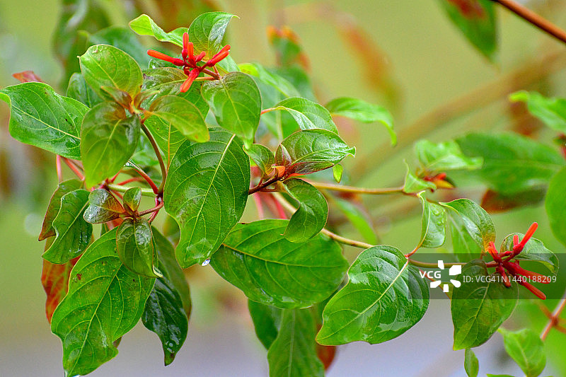 哈米利亚/石珊瑚/蜂鸟灌木/猩红灌木/红头图片素材