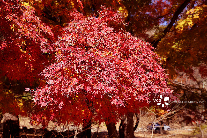 秋季红色树叶图片素材
