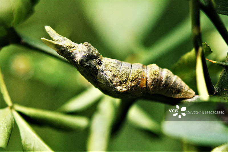 网蝽科图片素材