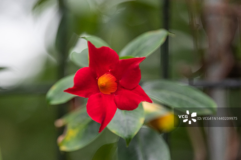飘香藤花瓣图片素材