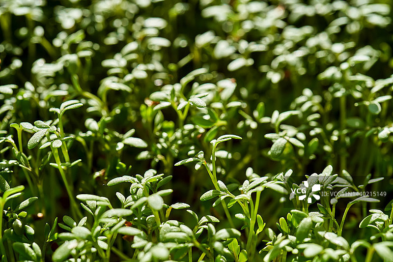 豆瓣菜微距特写图片素材