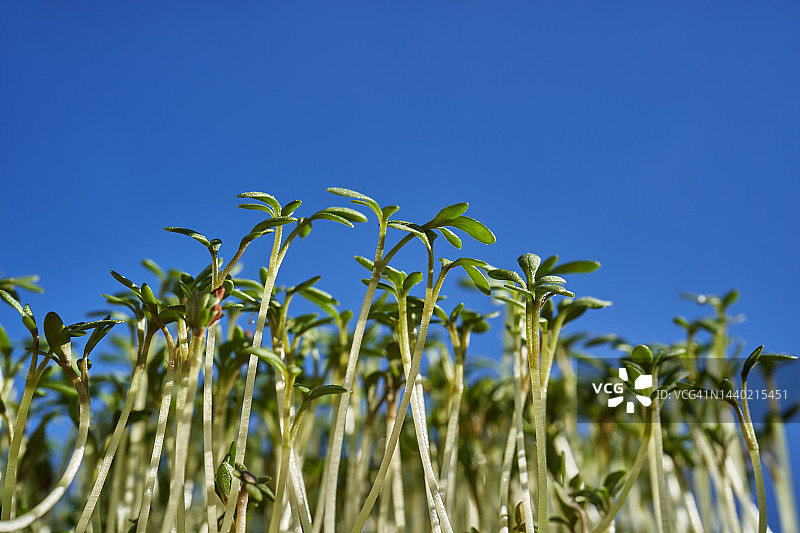 豆瓣菜微距特写图片素材