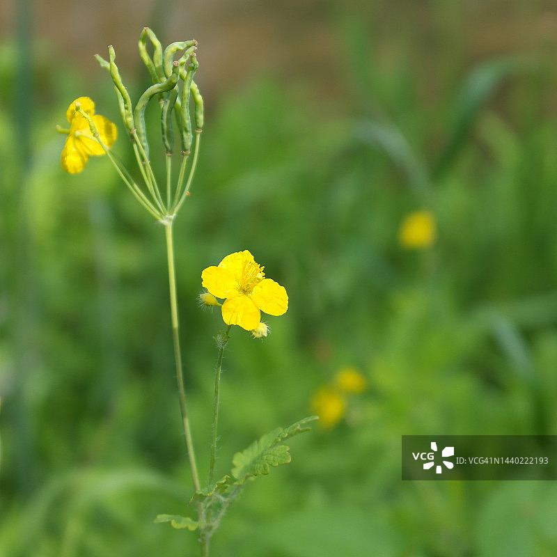 白屈菜图片素材