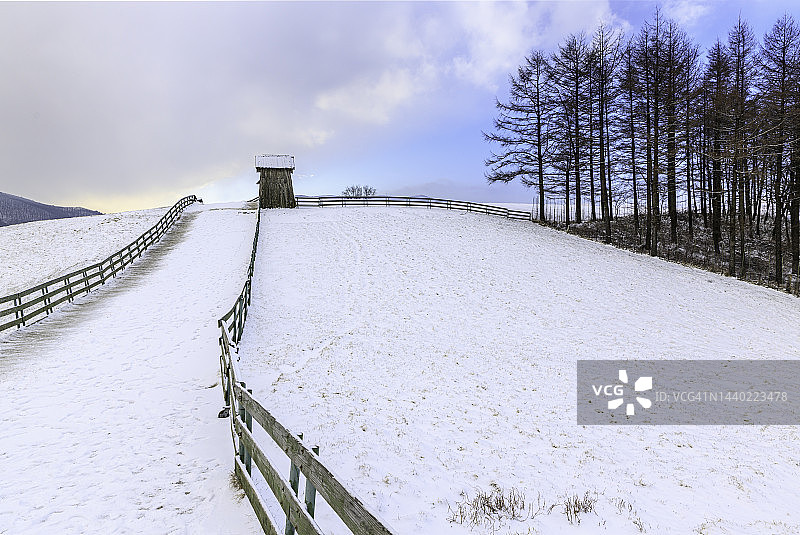 江原道大关岭羊群牧场图片素材