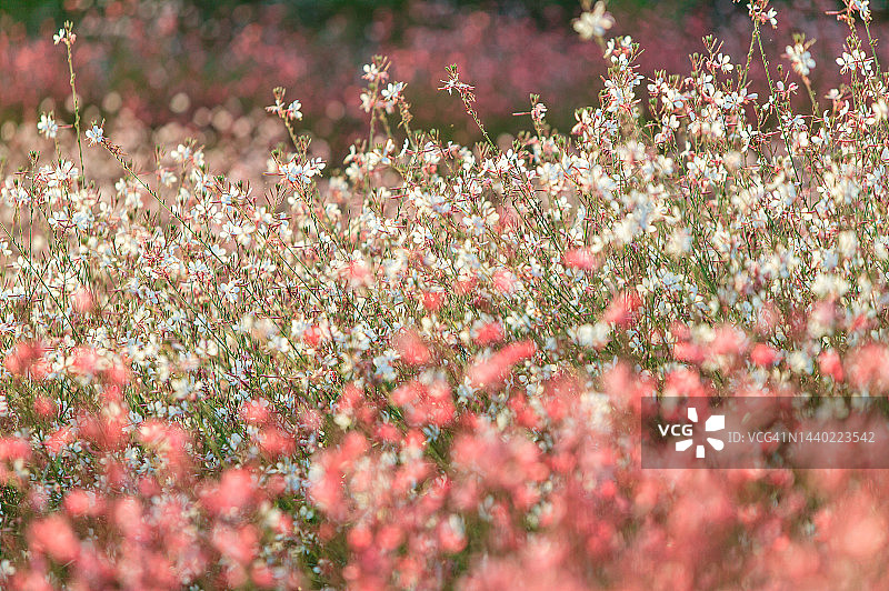 江原道铁原郡高石亭花田嘉路花图片素材
