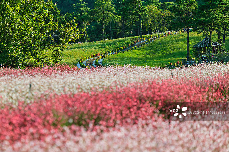 江原道铁原郡高石亭花田嘉路花图片素材