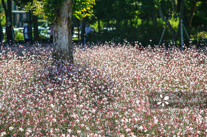 江原道铁原郡高石亭花田嘉路花图片素材