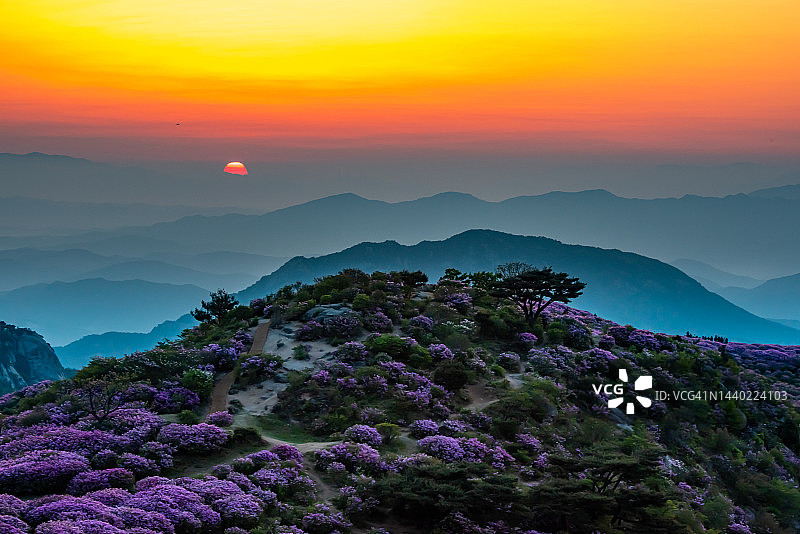 庆尚南道陕川郡皇梅山杜鹃花日出图片素材