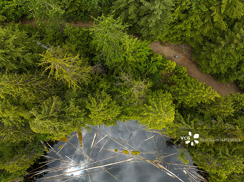 在原始森林小路上徒步旅行图片素材