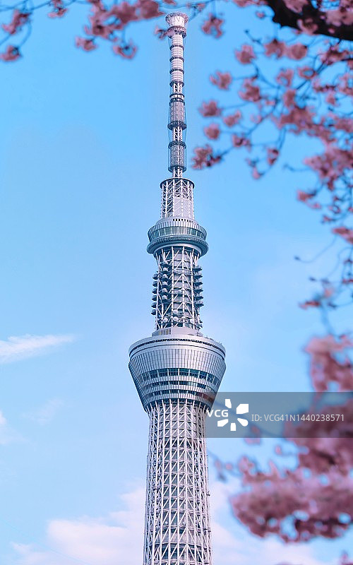 日本东京晴空塔与樱花图片素材