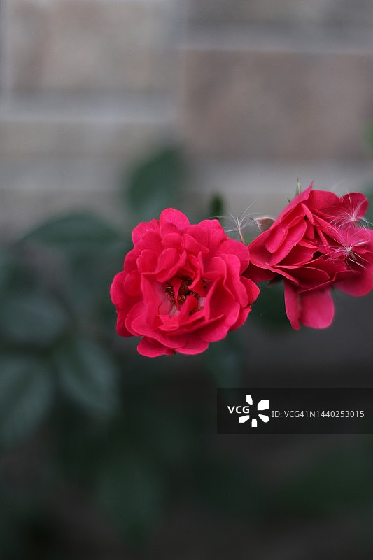 红色玫瑰的特写镜头图片素材