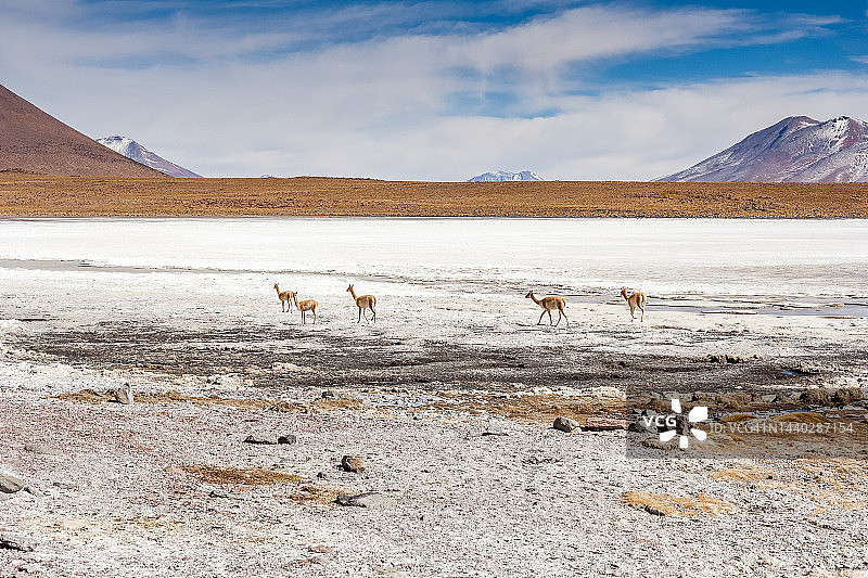 卡尼亚帕湖盐滩上奔跑的小羊驼图片素材