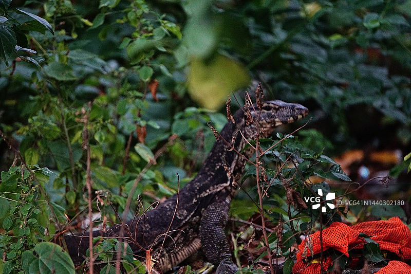 亚洲水巨蜥在灌木丛中捕猎图片素材