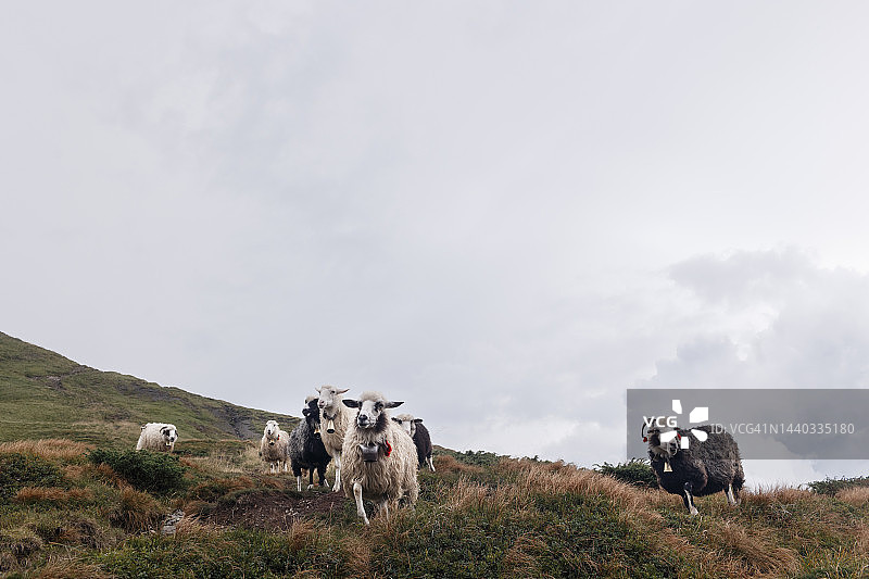 高地牧场上滑稽的蓬松绵羊图片素材