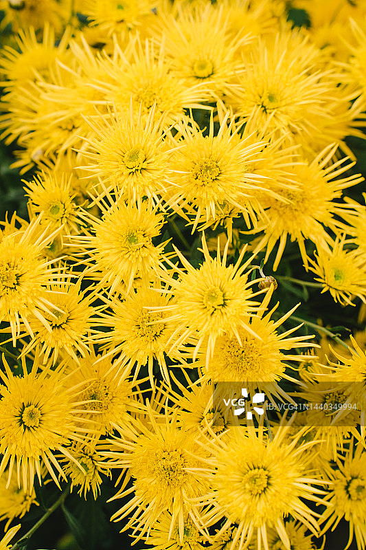 秋季花园中盛开的黄色菊花图片素材