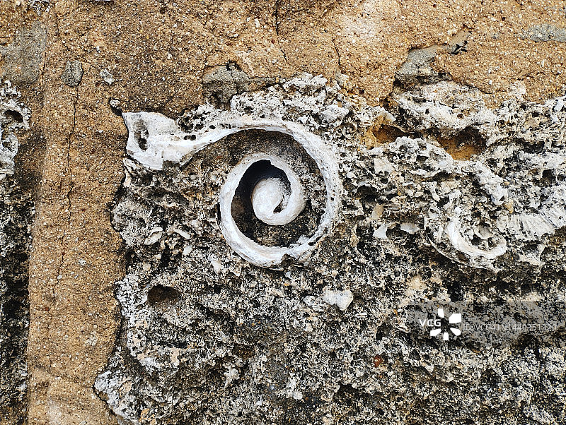 加勒比海古老石城堡中的石砖珊瑚图片素材