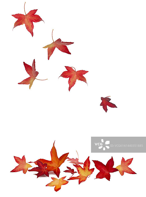 坠落的液体琥珀色树叶，又称甜胶或红胶图片素材