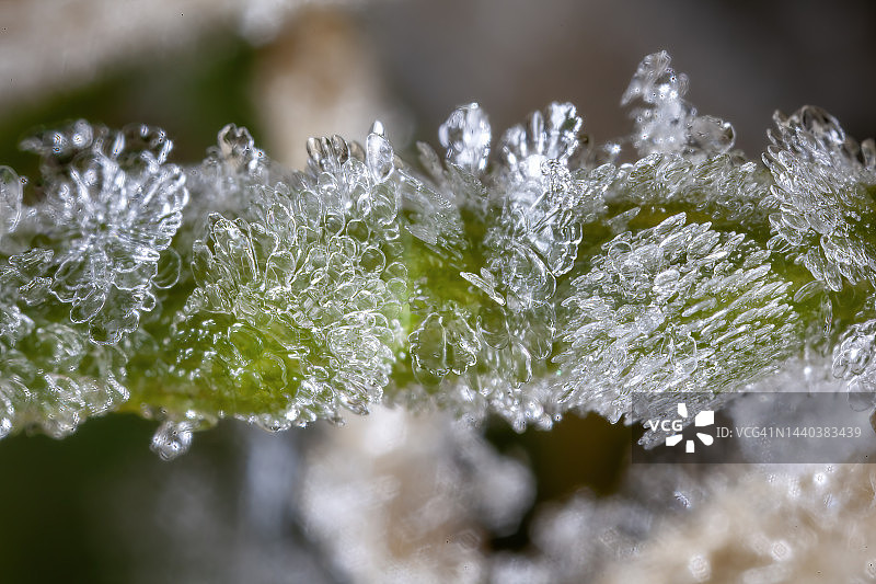 草叶上的霜晶图片素材