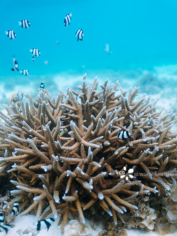 清澈海水中带有热带鱼的珊瑚，冲绳，日本图片素材