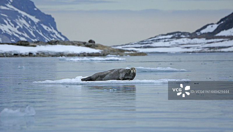 斯瓦尔巴德海豹图片素材