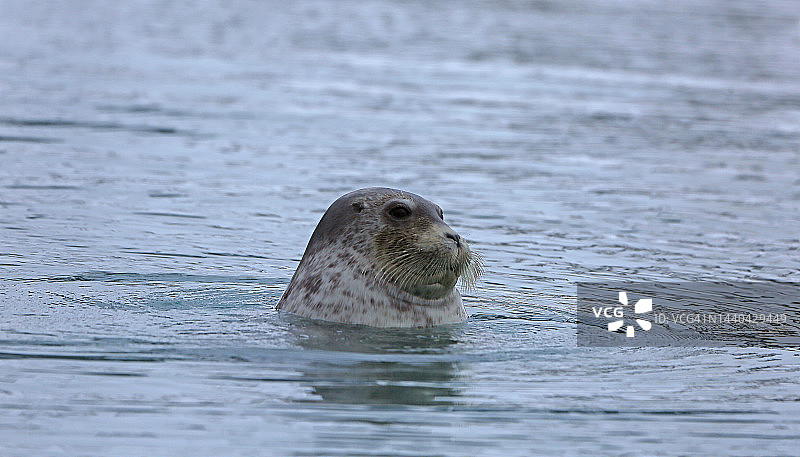 斯瓦尔巴德海豹图片素材