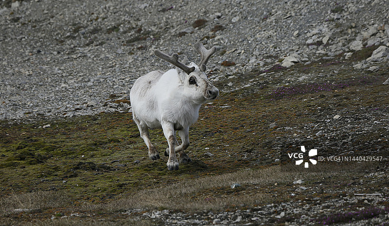 斯瓦尔巴驯鹿图片素材