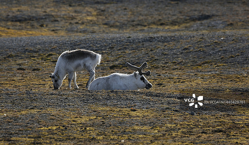 斯瓦尔巴驯鹿图片素材