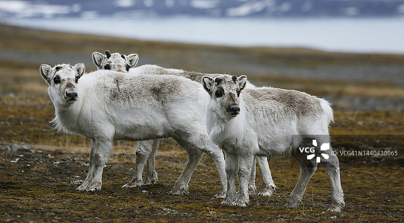 斯瓦尔巴驯鹿图片素材