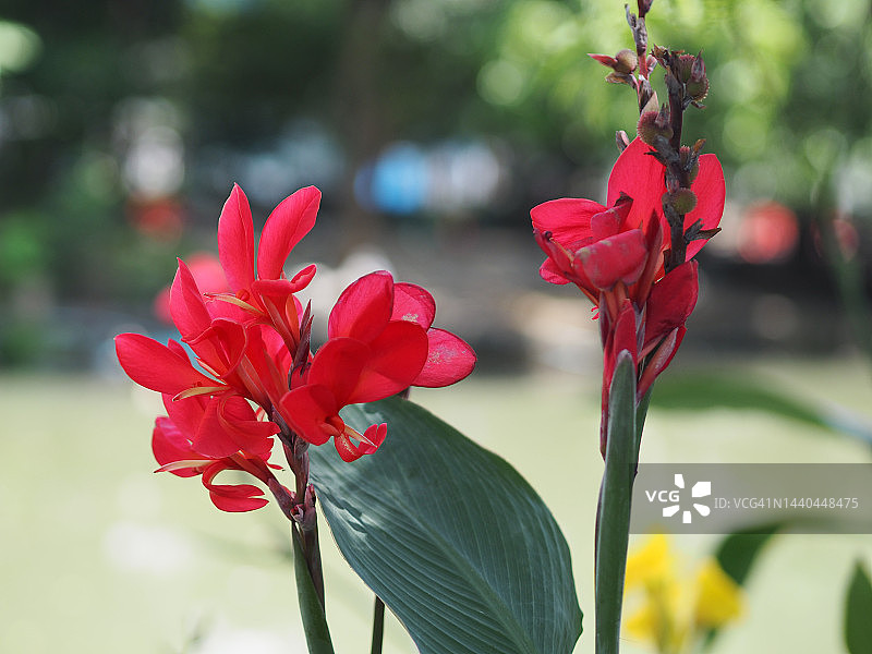 美人蕉图片素材