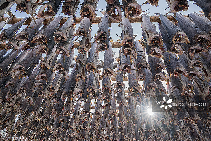 挪威干鱼图片素材