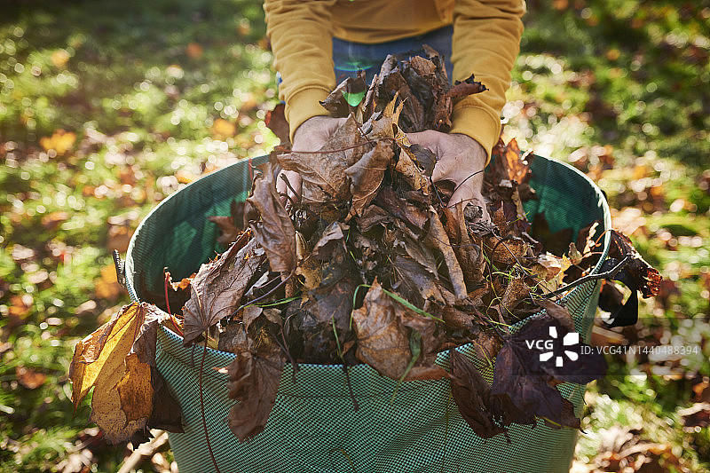 秋叶特写图片素材