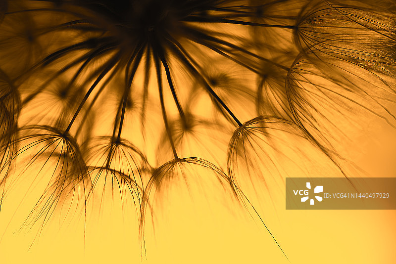 日落时分的蒲公英，祝愿自由。日落天空下的蒲公英轮廓图片素材