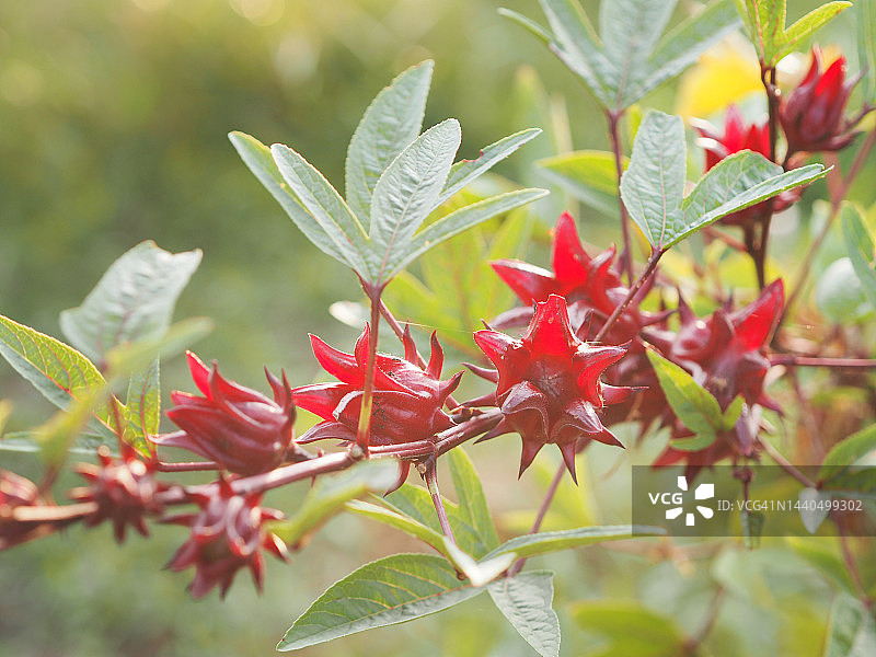 花园中盛开的洛神花红色果实，自然背景虚化，选择性聚焦图片素材