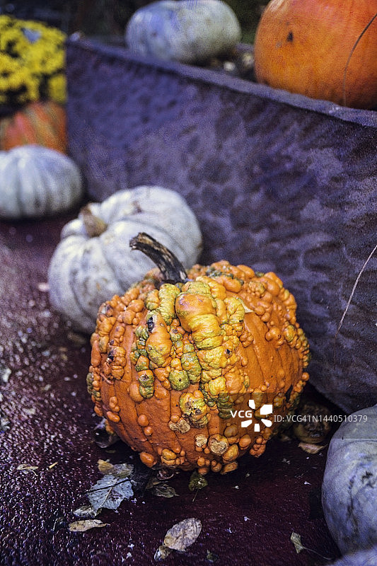 难看的南瓜图片素材